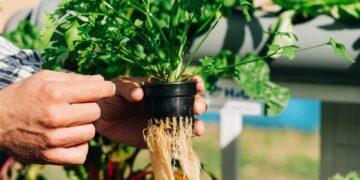 a person holding a plant