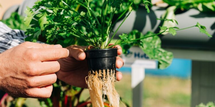 a person holding a plant