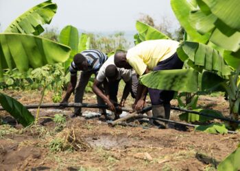 men fixing irrigation pipe in a banana plantation