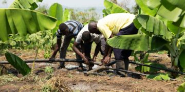 men fixing irrigation pipe in a banana plantation