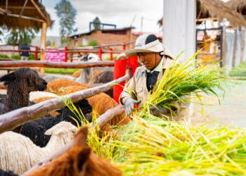 A man standing next to a herd of cattle