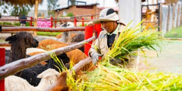 A man standing next to a herd of cattle
