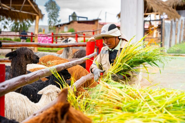 A man standing next to a herd of cattle