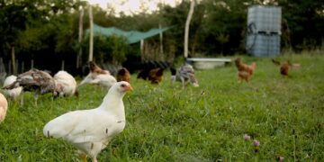 Several chickens grazing in a grassy field.