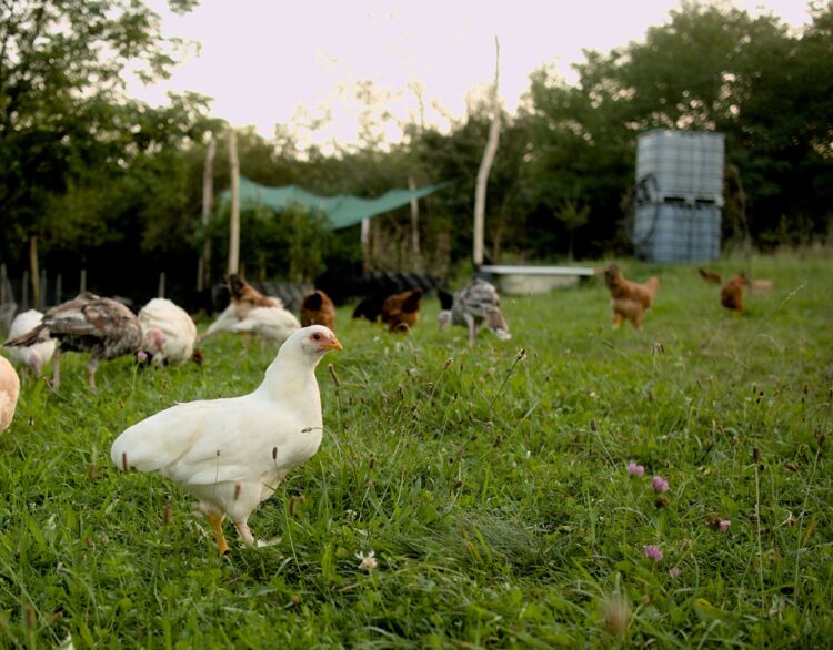 Several chickens grazing in a grassy field.