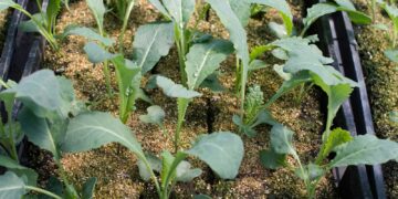 green plant on black soil