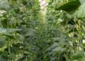 A row of green plants in a greenhouse
