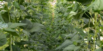 A row of green plants in a greenhouse