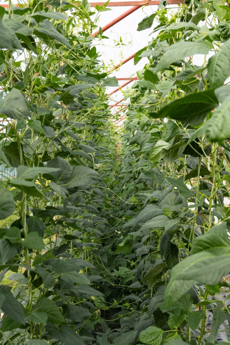 A row of green plants in a greenhouse
