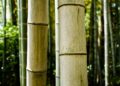 Bamboo stalks stand tall in a lush forest.