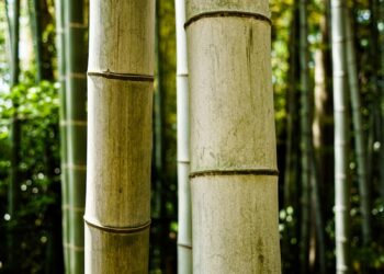 Bamboo stalks stand tall in a lush forest.