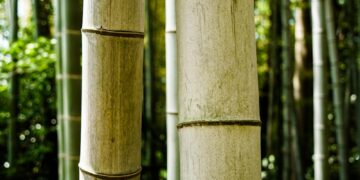 Bamboo stalks stand tall in a lush forest.