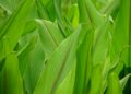 A close up of a field of green grass