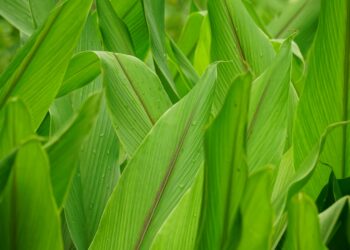 A close up of a field of green grass