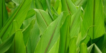 A close up of a field of green grass