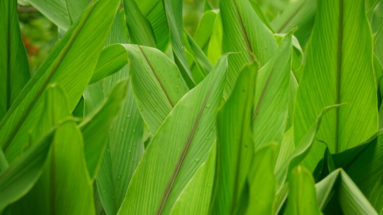 A close up of a field of green grass