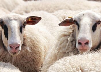 Harvesting the Future: Revolutionizing Agriculture with Renewable Energy