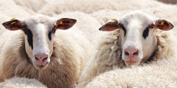 Harvesting the Future: Revolutionizing Agriculture with Renewable Energy