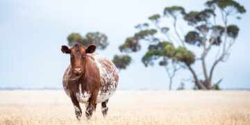 Grow Your Own Bounty: A Beginner’s Guide to Starting an Organic Vegetable Garden at Home