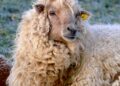 a sheep with a yellow tag