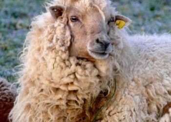 a sheep with a yellow tag
