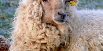 a sheep with a yellow tag
