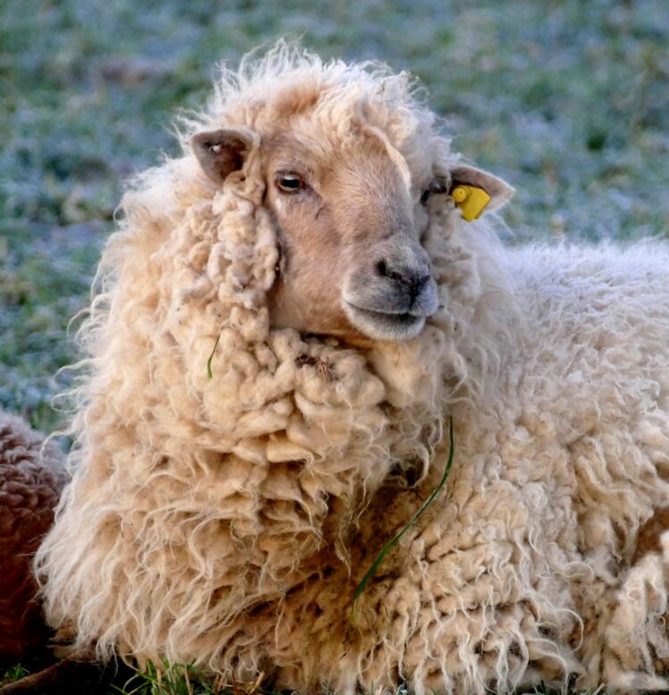 a sheep with a yellow tag