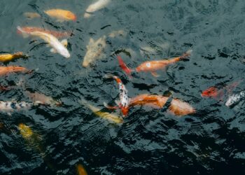 a group of fish swimming in a pond
