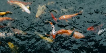 a group of fish swimming in a pond