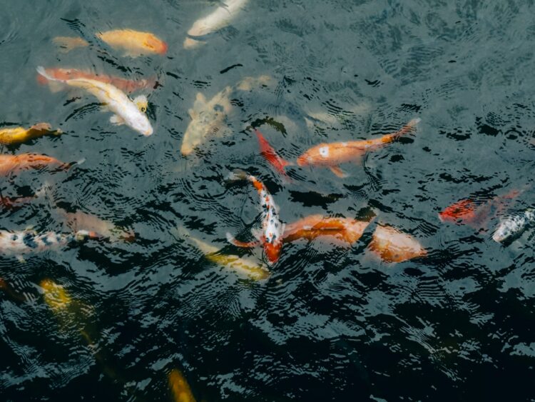 a group of fish swimming in a pond