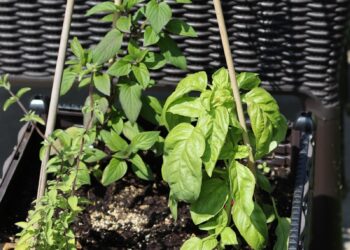 a basket filled with plants sitting on top of a sidewalk
