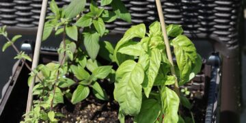 a basket filled with plants sitting on top of a sidewalk