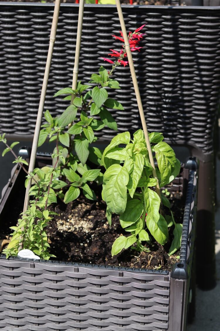a basket filled with plants sitting on top of a sidewalk