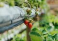 red round fruit on green leaves