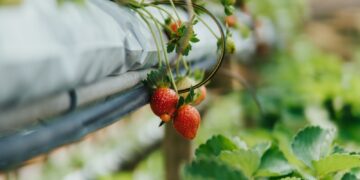 red round fruit on green leaves