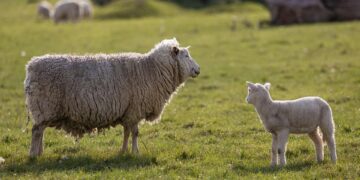 Maximizing Yield, Minimizing Impact: Sustainable Farming Strategies for Small Plots