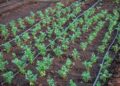 Young vegetable plants growing with drip irrigation system in a fertile field.