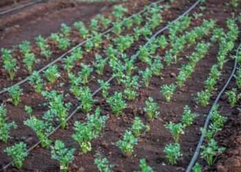 Young vegetable plants growing with drip irrigation system in a fertile field.