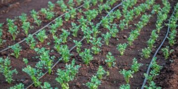 Young vegetable plants growing with drip irrigation system in a fertile field.