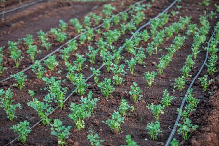 Young vegetable plants growing with drip irrigation system in a fertile field.