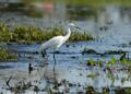 Snowy Egret wading in the wetland of Okeechobee, Florida with serene reflections.