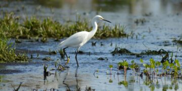 Snowy Egret wading in the wetland of Okeechobee, Florida with serene reflections.