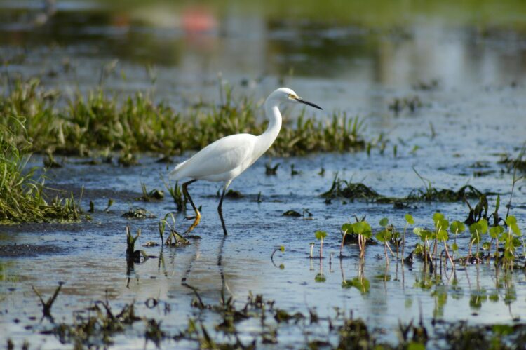 Snowy Egret wading in the wetland of Okeechobee, Florida with serene reflections.