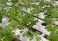 coriander, hydroponic vegetables, hydroponics, vegetable, green, coriander, coriander, coriander, coriander, hydroponics, hydroponics, hydroponics, hydroponics, hydroponics