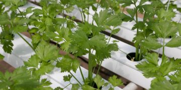coriander, hydroponic vegetables, hydroponics, vegetable, green, coriander, coriander, coriander, coriander, hydroponics, hydroponics, hydroponics, hydroponics, hydroponics