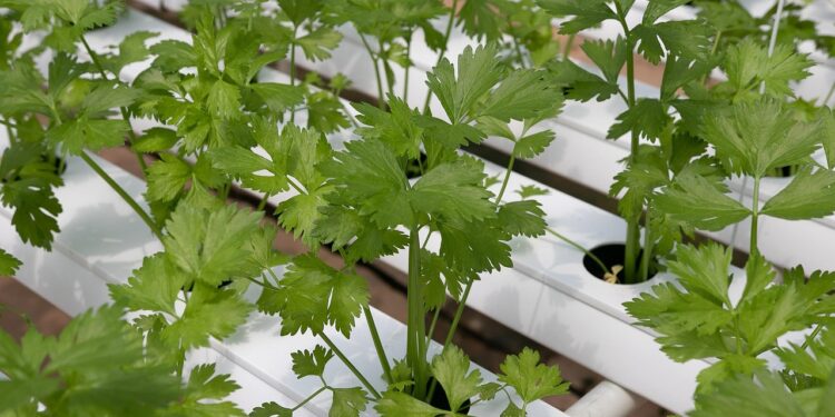 coriander, hydroponic vegetables, hydroponics, vegetable, green, coriander, coriander, coriander, coriander, hydroponics, hydroponics, hydroponics, hydroponics, hydroponics