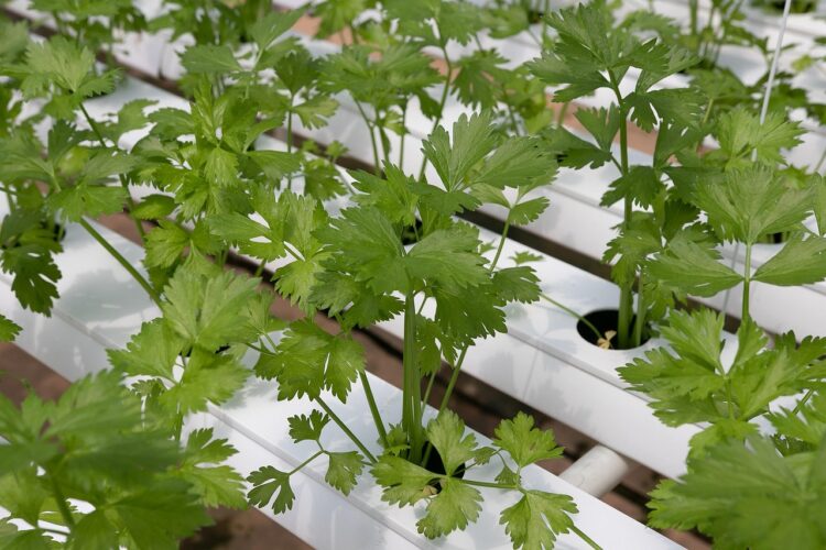 coriander, hydroponic vegetables, hydroponics, vegetable, green, coriander, coriander, coriander, coriander, hydroponics, hydroponics, hydroponics, hydroponics, hydroponics