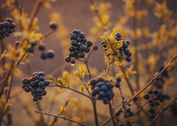 Building Resilient Cities: The Blueprint for Sustainable Urban Water Systems