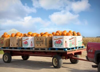 Growing a Greener Future: Harnessing the Power of Regenerative Agriculture on Small Farms