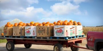 Growing a Greener Future: Harnessing the Power of Regenerative Agriculture on Small Farms